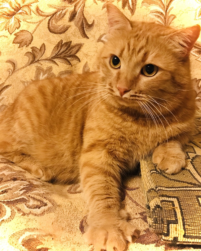 А где все рыжие?