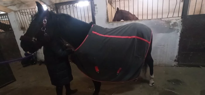 Horse in coat - My, Horses, Horse in coat, Pets, Caparison