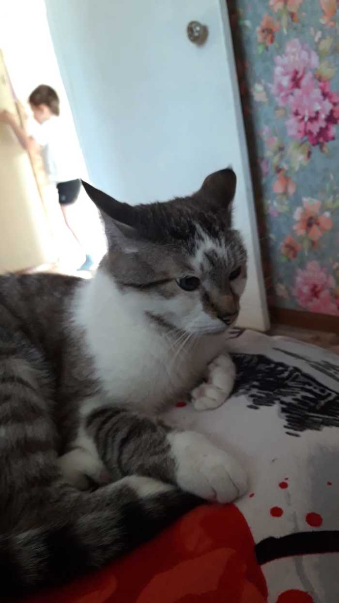 Не показал кота :)