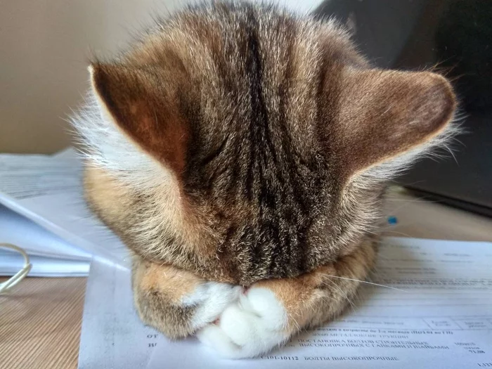 I don't want this all, I just want to go to the tape - cat Bun - My, cat, Paws