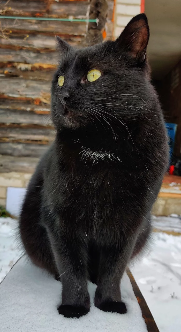 Goodbye, friend... - Longpost, Pets, Death, Negative, Obituary, cat, My