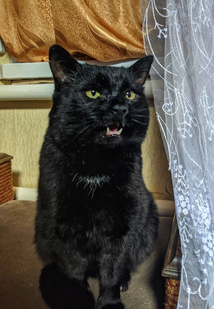 Goodbye, friend... - Longpost, Pets, Death, Negative, Obituary, cat, My