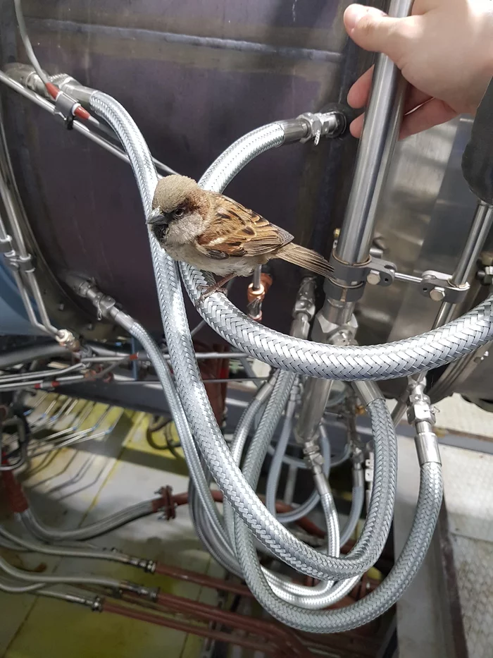 Turbinist Jack Sparrow - My, Sparrow, Mobile photography, Turbine, Work, Birds, Longpost