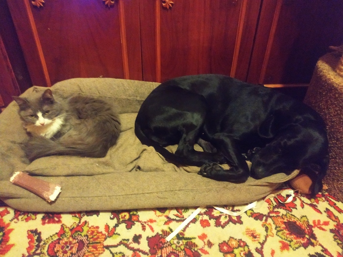 ��� "���������"