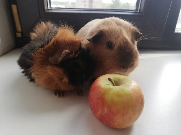 There are no cats available, so here are my guinea pigs - My, Pets, Guinea pig, A wave of posts, The photo