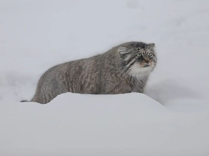 It is difficult to walk a cat with short legs in winter) - Fluffy, Cat family, Wild animals, Rare view, Predatory animals, Small cats, Pallas' cat, Pet the cat, Japan, Yokohama, Yokohama, Zoo, Snow, Winter, Longpost