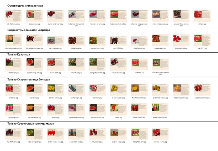 Sharp in a sharp 2022 - My, Pepper farming, Pepper, Growing, Hot peppers, Houseplants, Longpost
