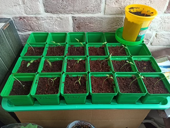 Sharp in a sharp 2022 - My, Pepper farming, Pepper, Growing, Hot peppers, Houseplants, Longpost