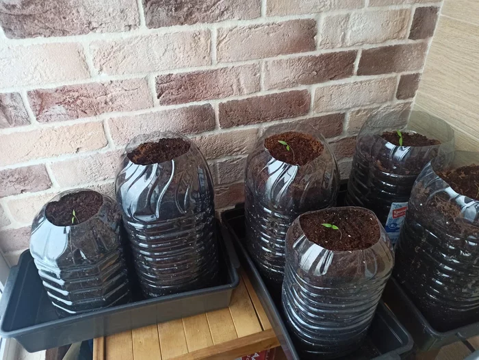 Sharp in a sharp 2022 - My, Pepper farming, Pepper, Growing, Hot peppers, Houseplants, Longpost