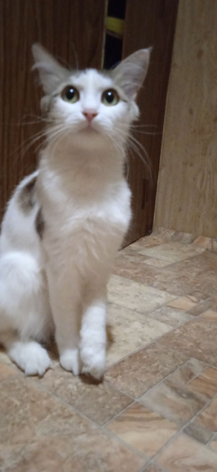 Не Пикабушник без кошака???