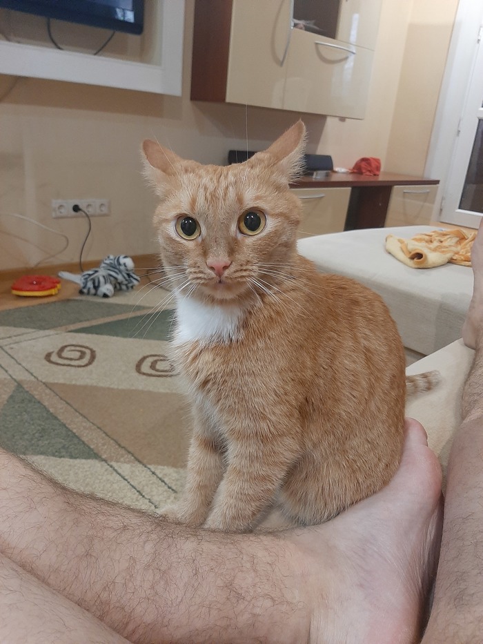 Полезный тренд на котиков