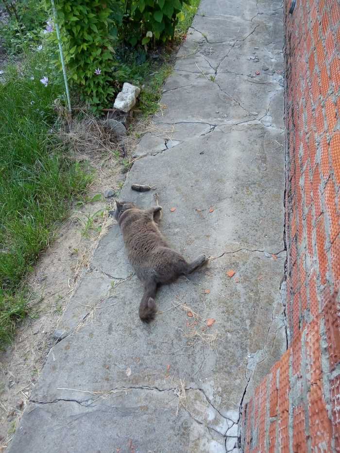 Response to the post Did not show a cat - not a pickabushnik - My, cat, Accidental renaissance, A wave of posts, Reply to post, Longpost