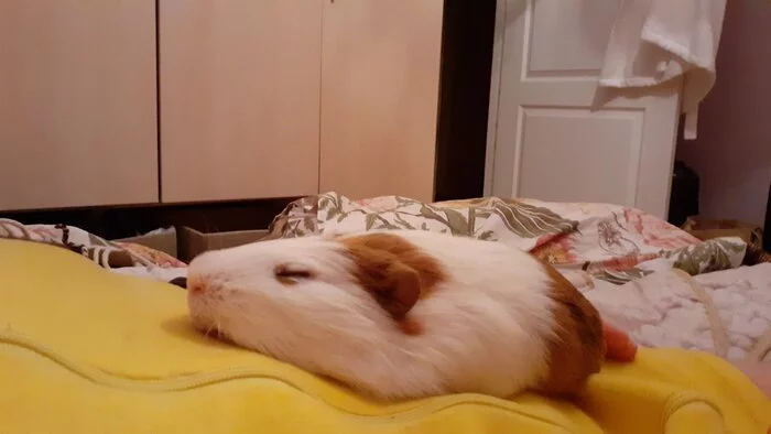 Pig instead of a cat - Guinea pig, Pets