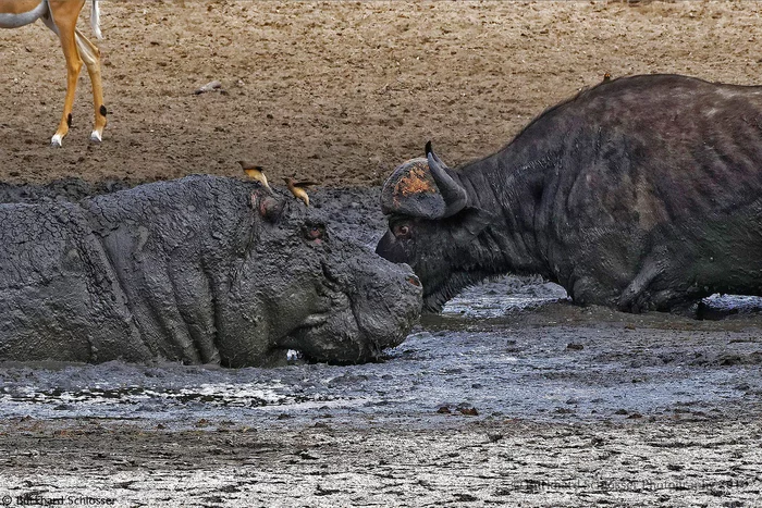 Buffalo and hippopotamus are forced to share a puddle during a drought - Buffalo, hippopotamus, Artiodactyls, Wild animals, wildlife, Reserves and sanctuaries, South Africa, The photo, Dirt