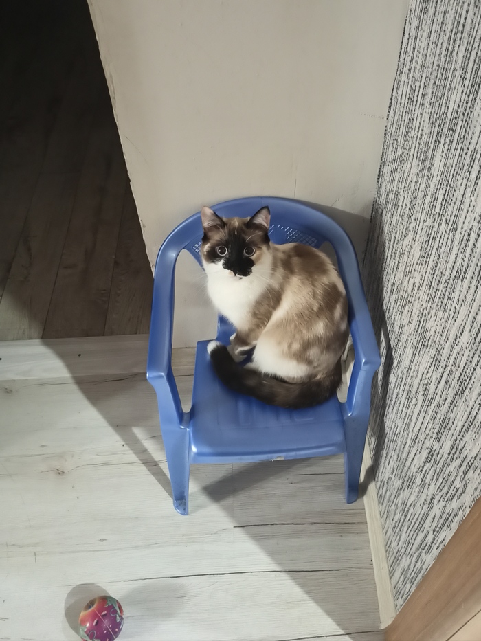 Просто очередной пост с котейкой