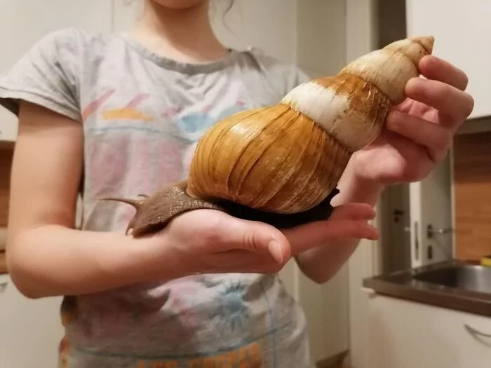Response to the post Here's a better look at my snails - My, Snail, Achatina, Cold-blooded, Attachment, Pets, Reply to post
