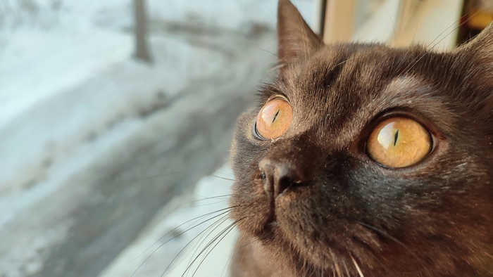 Это весна, Мяугли)