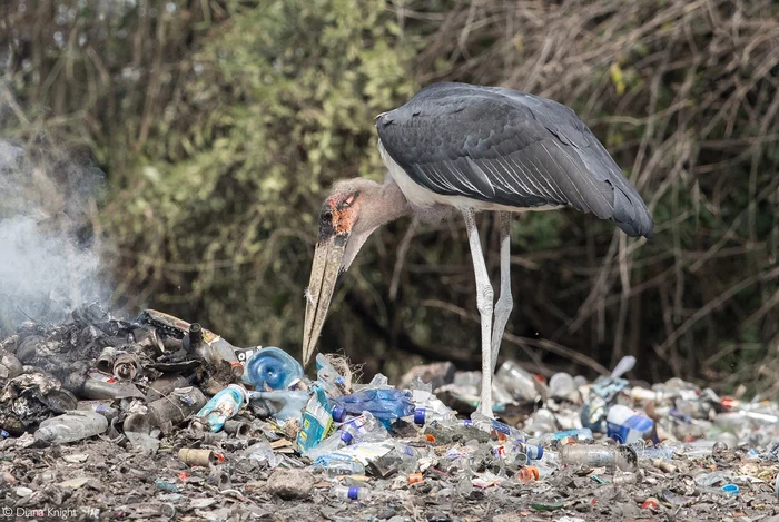 Chistoman in Africa - Marabou, Birds, Wild animals, wildlife, Africa, The photo, Garbage, Trash heap, Chistoman