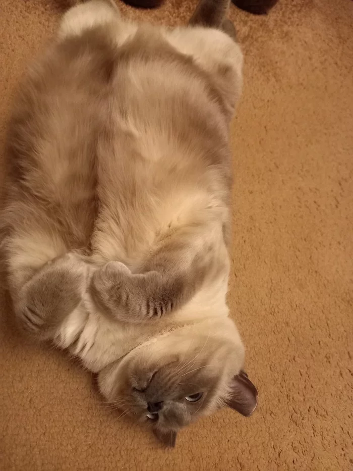 And so he lay down, and so he lay down, but he was still dejected. - My, Fat cats, cat, Video, Pets, Thai cat, Longpost