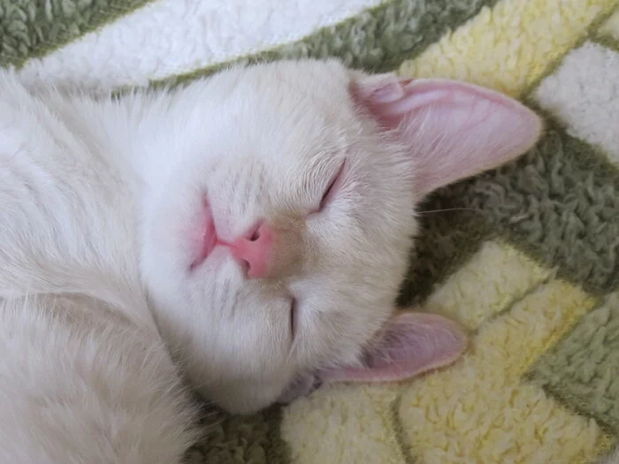 Sleeping Pepper - Milota, Feeding, Yawn, Dream, cat, The photo