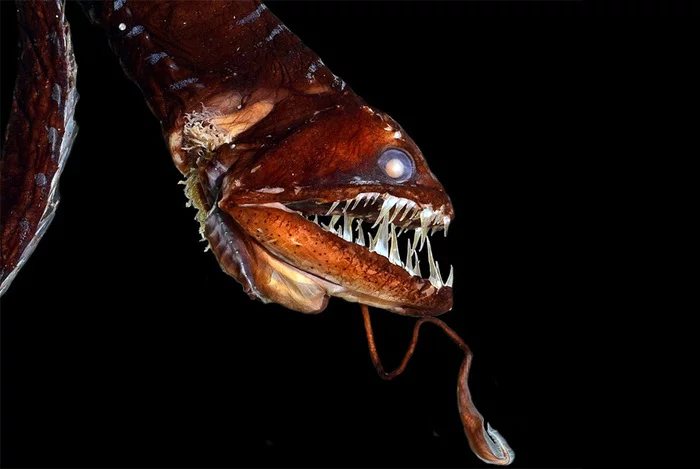 Monsters with light bulbs. The most frightening and dangerous inhabitants of the ocean floor - Underwater world, Depth, A fish, Ocean, The photo, Bioluminescence, Longpost