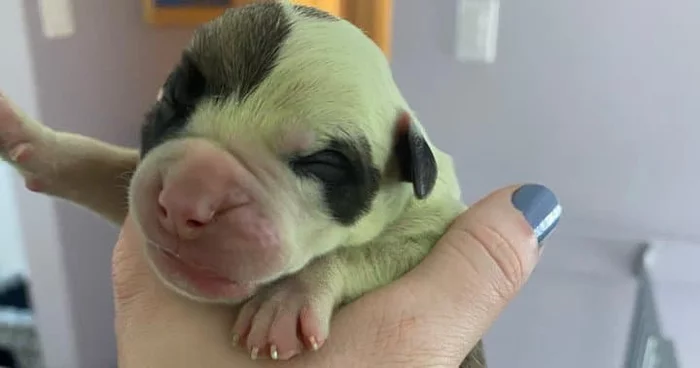 In Canada, a bulldog gave birth to a green puppy - Puppies, Green, Rarity, Dog, Pets, Canada, Incident, The national geographic, Birth, Unusual coloring, Color, Longpost