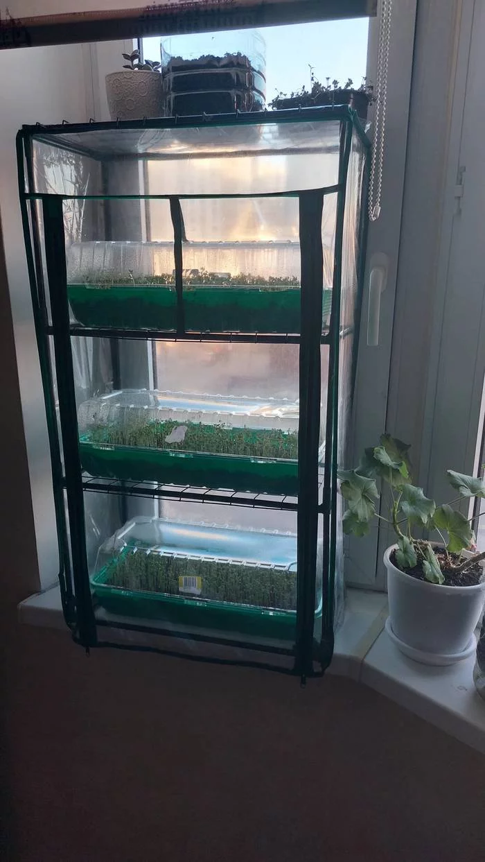 Someone has cats, and I have a harvest)) - My, Microgreens, Garden, Houseplants, Longpost