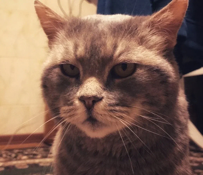 Крёстный котец