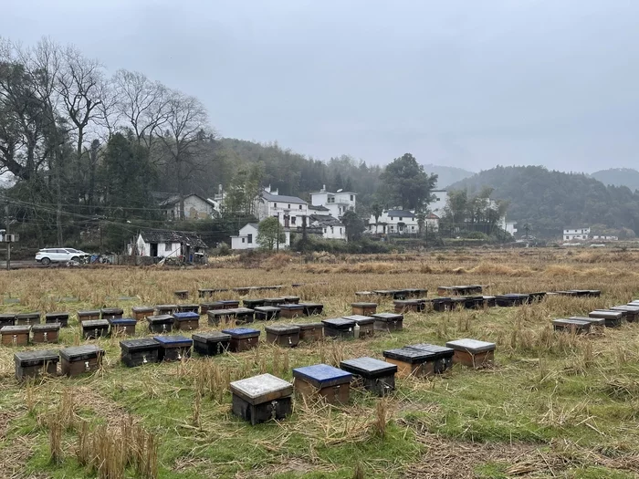 Спецпроект Китайская деревня. Чайный колхоз 2022 Деревня, Китай, Китай наизнанку, Мат, Длиннопост