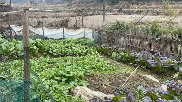 Спецпроект Китайская деревня. Чайный колхоз 2022 Деревня, Китай, Китай наизнанку, Мат, Длиннопост