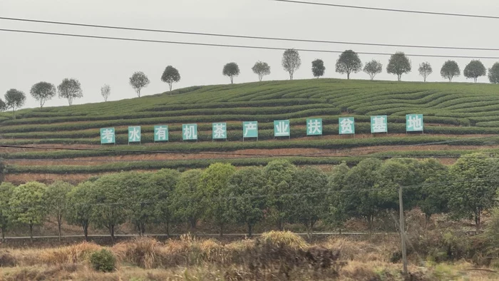 Спецпроект Китайская деревня. Чайный колхоз 2022 Деревня, Китай, Китай наизнанку, Мат, Длиннопост