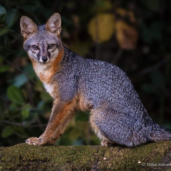 Grey foxes - Grey Fox, Fox, Canines, Predatory animals, Wild animals, wildlife, California, North America, The photo, Longpost