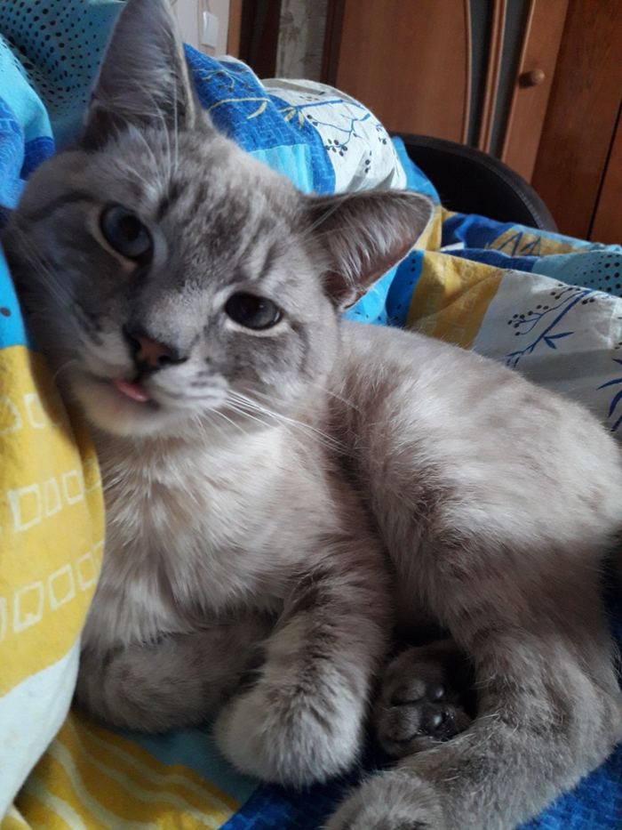 Знатоки, подскажите породу, пожалуйста