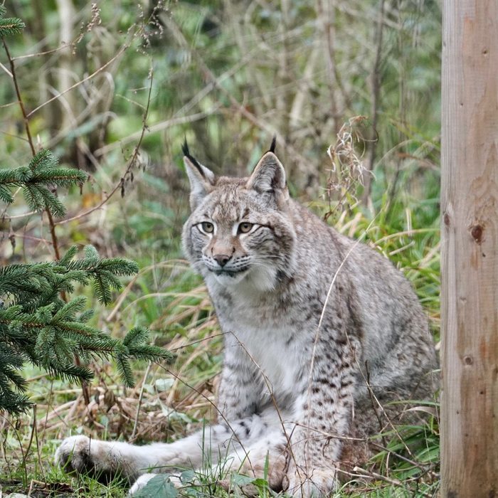 Присела отдохнуть