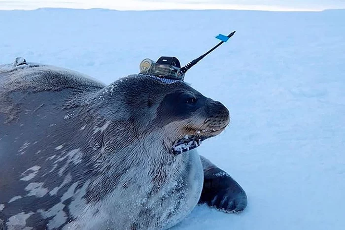 Seals in helmets help scientists in climate research in Antarctica - Ecology, Scientists, Antarctica, Research, The science, 