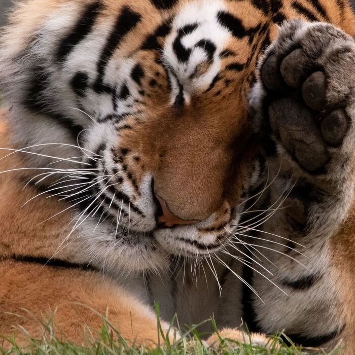 Сонный тигр