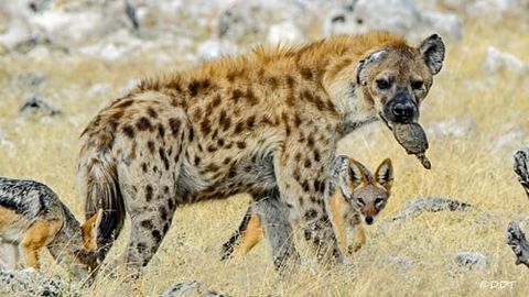 I will take them to the children, let them play - Hyena, Spotted Hyena, Predatory animals, Turtle, Reptiles, Wild animals, wildlife, National park, South Africa, The photo, Mining, 