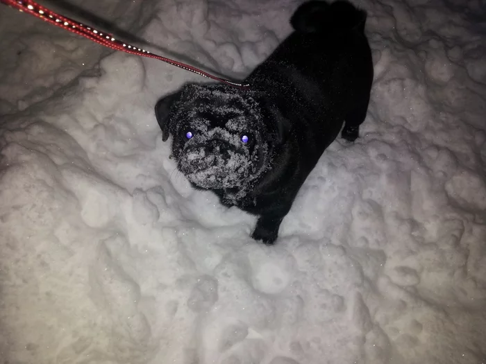 The first days of the pug in snowy and cold Yakutia - My, Pug, Winter, Dog, 