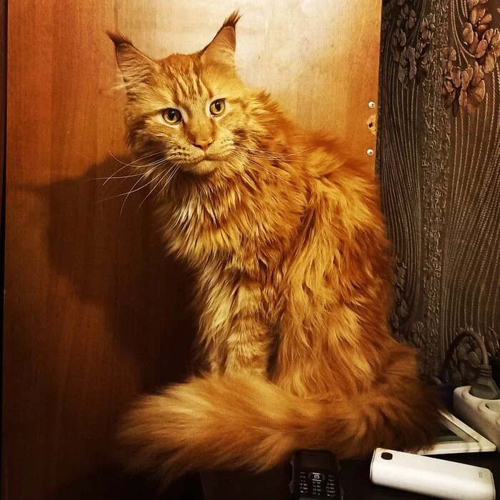 Lynx - My, Maine Coon, cat, 