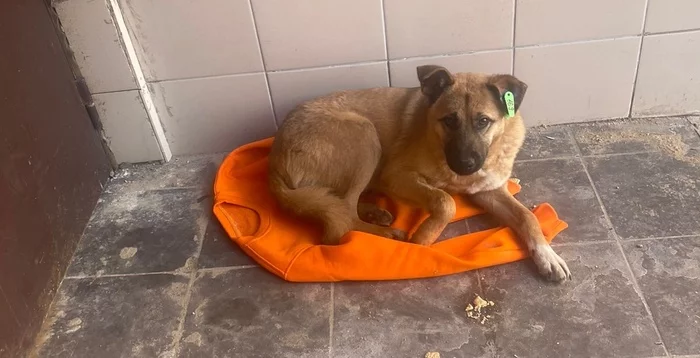 The story is sad. Dog needs a house - In good hands, Homeless animals, Animal shelter, Lost, Veterinary, Helping animals, Animal Rescue, Moscow region, No rating, The rescue, Moscow, Dog, Good league, Longpost, 