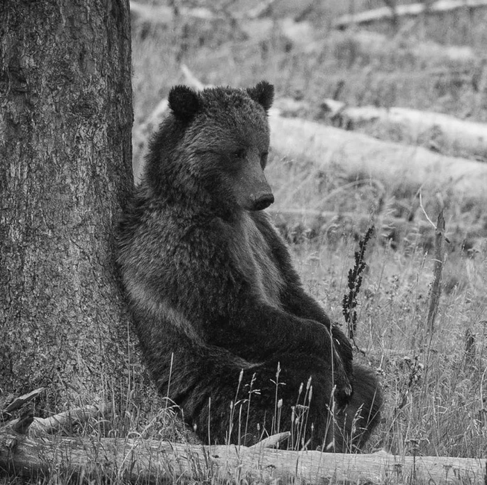 Sad - The photo, Black and white photo, The Bears, Wild animals, 