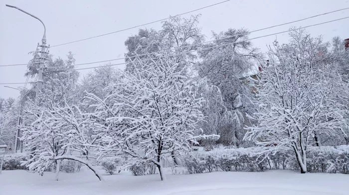 Spring - My, Tree, Snow, The park, Belgorod, The photo, 