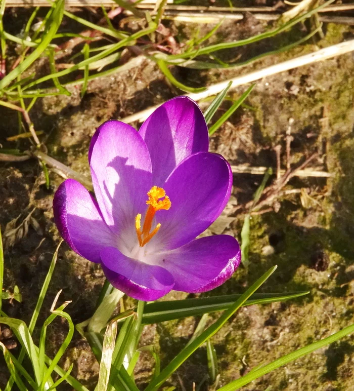 Crocuses bloomed in Holland - My, Netherlands (Holland), Nature, The photo, Crocus, 