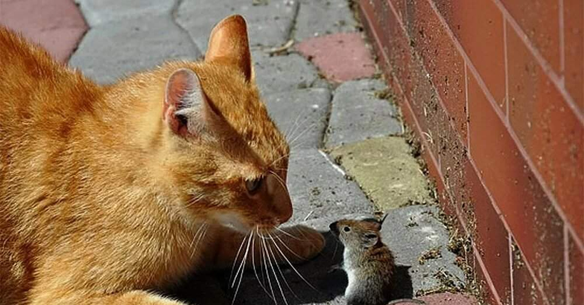 Догони кошку. Рыжий кот ловит мышь. Кот и мыши. Рыжий дворовый кот. Кошка с мышкой в зубах.