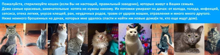 I continue to feed abandoned summer residents cats on March 1-3. A large amount of feed will arrive today. I have a brand new sick - My, cat, Dacha, Animal Rescue, Winter, Snow, Video, Longpost, 