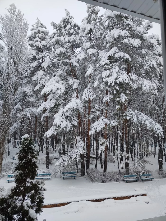 Снежок - Моё, Снег, Сосна, Длиннопост