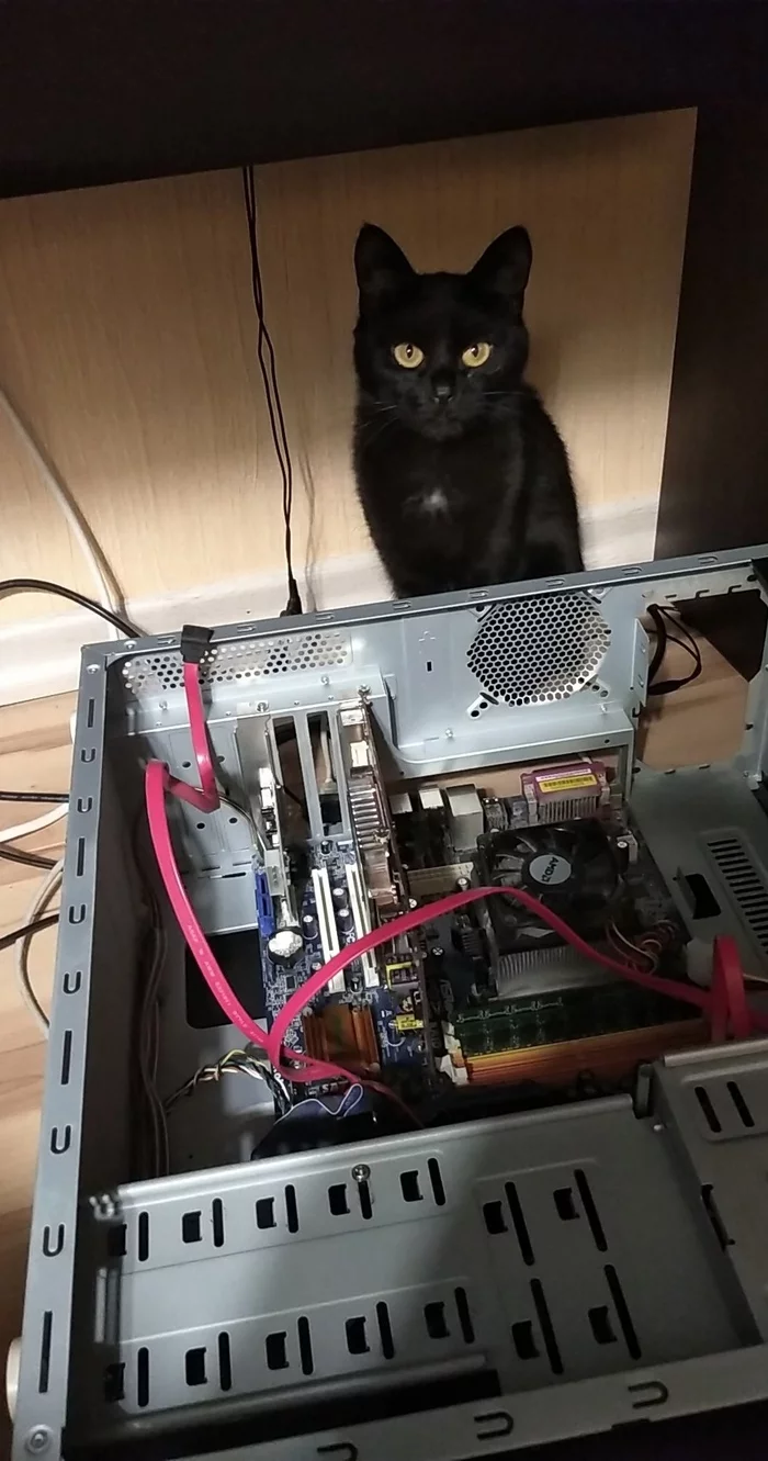 Re: Didn't show a cat - not a pickaxe! - , cat, Longpost, Paws, Pet the cat, Fluffy, Milota, My