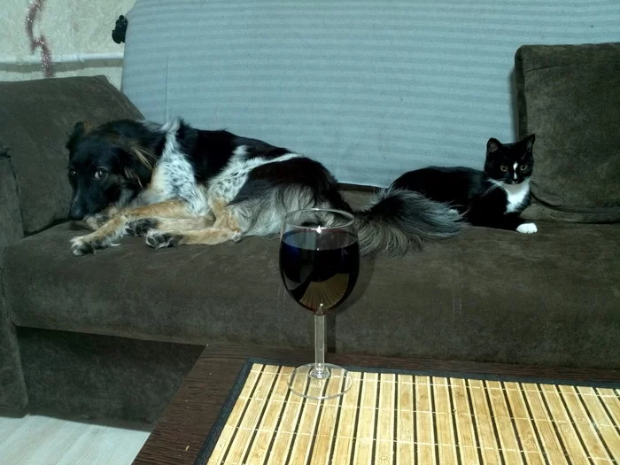 Over a glass of wine - My, cat, Dog, Cats and dogs together, Alcohol, 