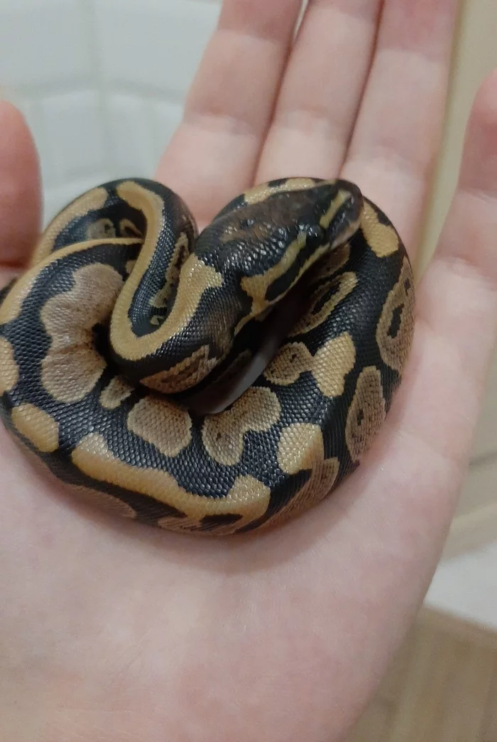 New life - My, Snake, Pets, , Python, Royal python