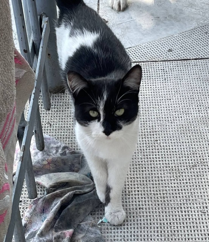 Помогите найти дом котику